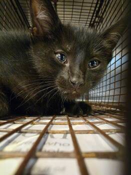A657166 -  Domestic Short Hair Cat for Adoption in Houston, Texas - A657166 | PetCurious