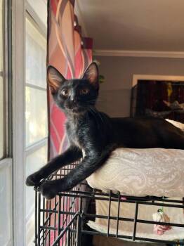 Amira -  Domestic Short Hair Cat for Adoption in Richland Hills, Texas - Amira | PetCurious
