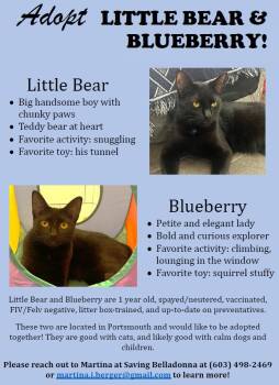 Little Bear and Blueberry - Courtesy Post -  Domestic Short Hair Cat for Adoption in Hudson, New Hampshire - Little Bear And Blueberry - Courtesy Post | PetCurious