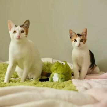 Lotus and Edamame -  Calico Cat for Adoption in Coral Gables, Florida - Lotus And Edamame | PetCurious