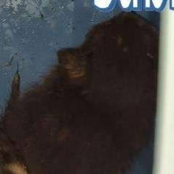 Sabrina -  Domestic Short Hair Cat for Adoption in Vallejo, California - Sabrina | PetCurious