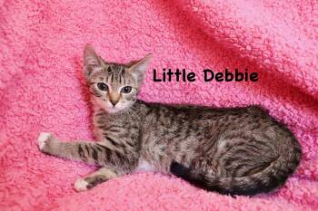 Tabby Cats Available for Adoption - Little Debbie | PetCurious
