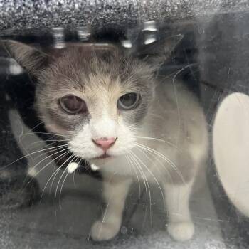 Clover -  Domestic Short Hair Cat for Adoption in Newark, New Jersey - Clover | PetCurious