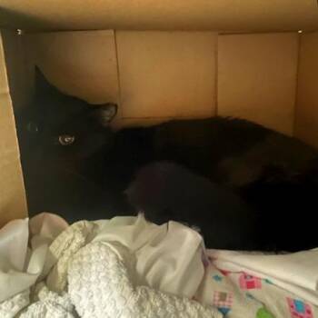 Domestic Medium Hair Cats Available for Adoption in Philadelphia, Pennsylvania - Caviar | PetCurious