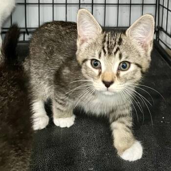 Poseidon -  Domestic Short Hair Cat for Adoption in Fairmont, West Virginia - Poseidon | PetCurious