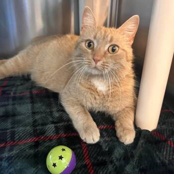 Domestic Short Hair Cats Available for Adoption in Rocky Mount, Virginia - Clover | PetCurious