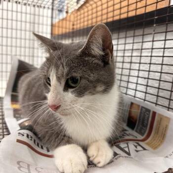 Domestic Short Hair Cats Available for Adoption in Leander, Texas - Odette | PetCurious