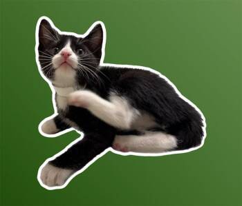 Domestic Short Hair Cats Available for Adoption in Sarasota, Florida - FREDDIE | PetCurious