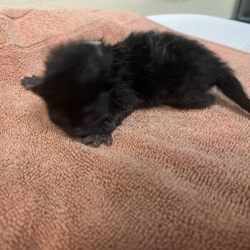 Buzz Lightyear -  Domestic Short Hair Cat for Adoption in Pasadena, California - Buzz Lightyear | PetCurious