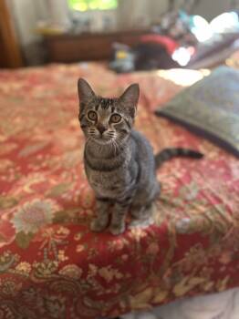 Rescue Domestic Short Hair Cats for Adoption in Marion, North Carolina - Missy Lynx | PetCurious