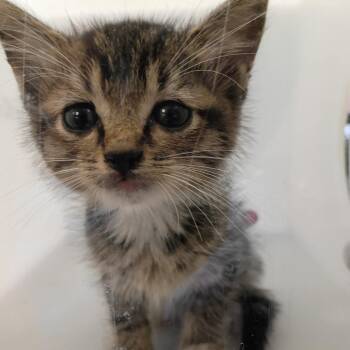 Leo -  Domestic Medium Hair Cat for Adoption in Columbus, Georgia - Leo | PetCurious