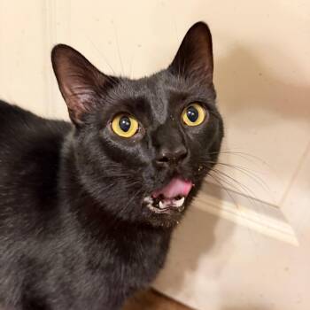 Domestic Short Hair Cats Available for Adoption in Houston, Texas - Stanley | PetCurious