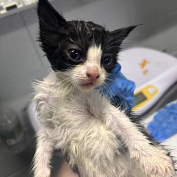 Cora -  Domestic Short Hair Cat for Adoption in Summerville, South Carolina - Cora | PetCurious