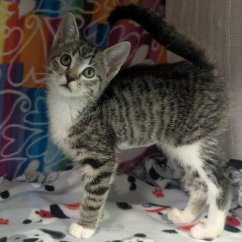 Rain -  Domestic Short Hair Cat Available for Adoption - Rain | PetCurious
