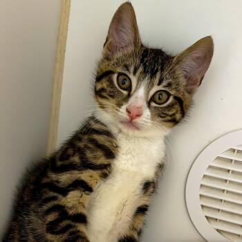Boo Kitty -  Domestic Short Hair Cat for Adoption in Reisterstown, Maryland - Boo Kitty | PetCurious