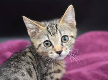 Chester -  Domestic Short Hair Cat for Adoption in Portland, Oregon - Chester | PetCurious