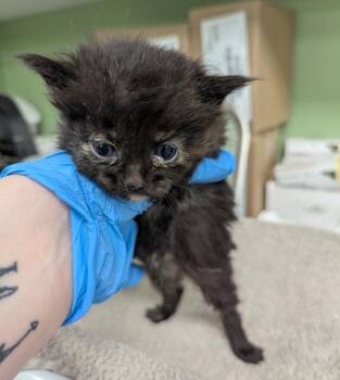 Lola -  Domestic Medium Hair Cat for Adoption in La Porte, Indiana - Lola | PetCurious