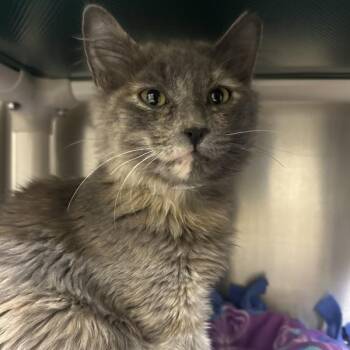 Tea Party -  Domestic Medium Hair Cat for Adoption in Walnut Creek, California - Tea Party | PetCurious