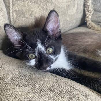 Domestic Short Hair Cats Available for Adoption - Amarula | PetCurious