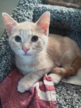 Buck -  Domestic Short Hair Cat for Adoption in Ogden, Utah - Buck | PetCurious