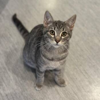 WV2351 Carnival -  Domestic Short Hair Cat for Adoption in Port Washington, New York - WV2351 Carnival | PetCurious