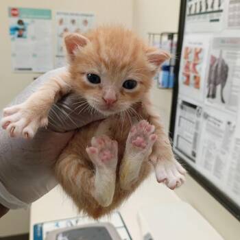 Alani Nu -  Domestic Short Hair Cat for Adoption in Lynchburg, Virginia - Alani Nu | PetCurious