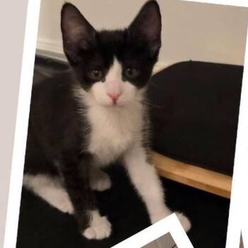 Cannon -  Domestic Short Hair Cat for Adoption in Orangevale, California - Cannon | PetCurious