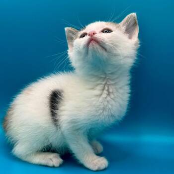 Domestic Short Hair Cats Available for Adoption in Los Angeles, California - Doo | PetCurious