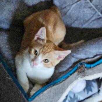 Shaggy -  Domestic Short Hair Cat for Adoption in League City, Texas - Shaggy | PetCurious