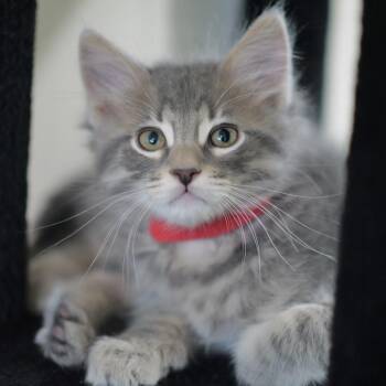 Domestic Medium Hair Cats Available for Adoption in Las Vegas, Nevada - Josh 53430 | PetCurious
