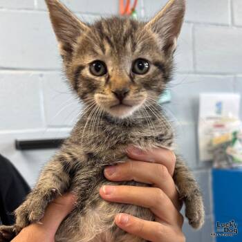 Domestic Short Hair Cats Available for Adoption in Washington, District Of Columbia - Pickle | PetCurious