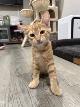 Rye -  Domestic Medium Hair and Domestic Short Hair Cat for Adoption in Divide, Colorado - Rye | PetCurious