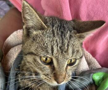Domestic Short Hair Cats Available for Adoption in Chester, South Carolina - SALEM | PetCurious