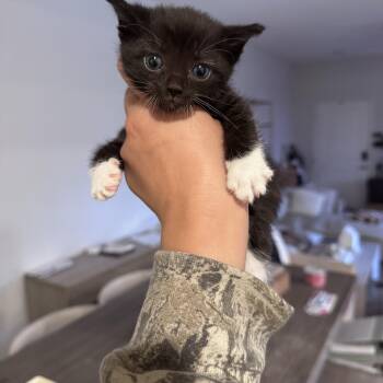 Domestic Short Hair Cats Available for Adoption in San Diego, California - Sid | PetCurious