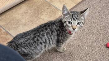 Lucky -  Domestic Short Hair Cat for Adoption in South Bend, Indiana - Lucky | PetCurious