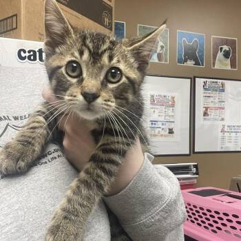 Triscuit -  Domestic Short Hair Cat for Adoption in Milan, Illinois - Triscuit | PetCurious