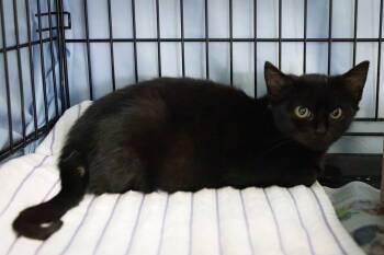 Rescue Egyptian Mau Cats for Adoption in Greenville, Delaware - Josie (FCID# 10/27/2025 - 24 Trainer) | PetCurious