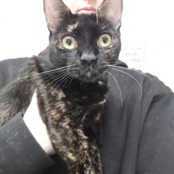 Domestic Short Hair Cats Available for Adoption - Puma | PetCurious