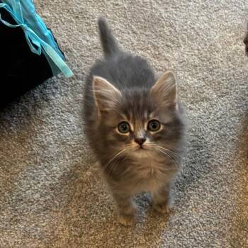 Teddy in Cockeysville, MD -  Domestic Short Hair Cat for Adoption - Teddy In Cockeysville, MD | PetCurious