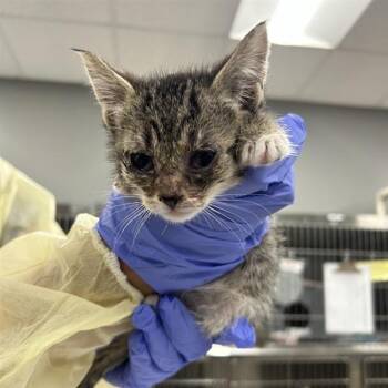 Duckling -  Domestic Short Hair Cat for Adoption in Salt Lake City, Utah - Duckling | PetCurious