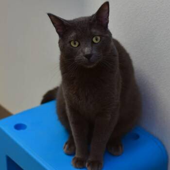 Domestic Short Hair Cats Available for Adoption in Ottawa, Kansas - Mr. Hyde | PetCurious