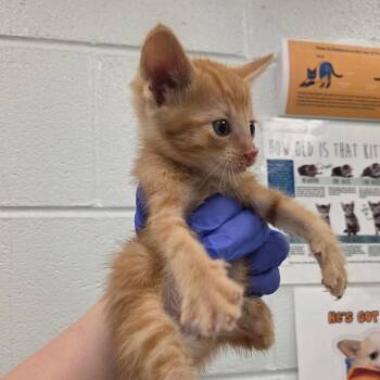 Creme Brulee -  Domestic Short Hair Cat for Adoption in Chattanooga, Tennessee - Creme Brulee | PetCurious