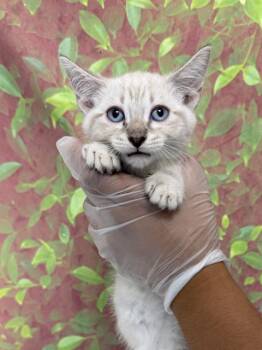 ALANI -  Domestic Short Hair Cat for Adoption in San Antonio, Texas - ALANI | PetCurious