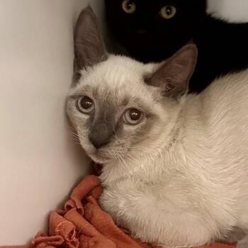 Norris -  Siamese Cat for Adoption in Walnut Creek, California - Norris | PetCurious
