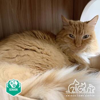 Domestic Medium Hair Cats Available for Adoption in Irvine, California - ZANDER | PetCurious