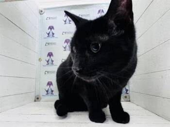 Domestic Short Hair Cats Available for Adoption in Orlando, Florida - MISTER GOMEZ | PetCurious