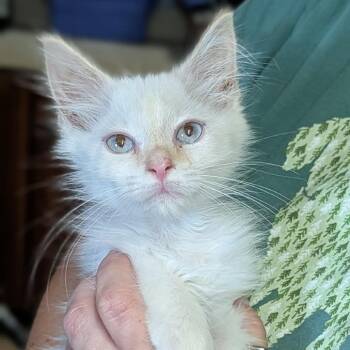 Simone -  Domestic Medium Hair Cat for Adoption in Cape Girardeau, Missouri - Simone | PetCurious