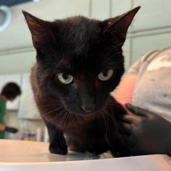 Sherwood -  Domestic Short Hair Cat for Adoption in Huntington, West Virginia - Sherwood | PetCurious