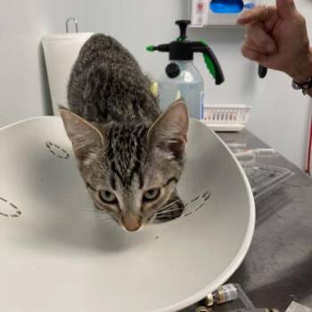 Sleeping Beauty -  Domestic Short Hair Cat for Adoption in Las Vegas, Nevada - Sleeping Beauty | PetCurious