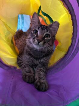 Alicent -  Domestic Medium Hair Cat for Adoption in Chicago, Illinois - Alicent | PetCurious
